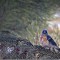 Lazuli bunting spends winter in Central Idaho