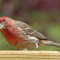 House Finch male on a tray feeder