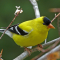 A male Goldfinch in his breeding coloration