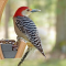 Red-bellied Woodpecker — young male