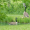 A family of Canada Geese spend time at the pond