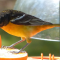 A young Baltimore Oriole male visits his feeder