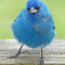 This male Indigo Bunting got all puffed up