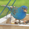 Indigo Bunting male still in the process of molting into its breeding coloration