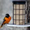 Baltimore Oriole making a visit