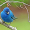 A male Indigo Bunting in the tree above my feeder