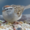 A Chipping Sparrow gets a tray feeder all to itself.