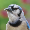 Blue Jays visiting my feeders between May 17 and 25, 2014