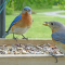 Bluebirds continue to visit my feeder