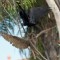 Great Horned Owl vs Crow or Raven.