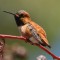 Hummingbirds in Rowland Heights
