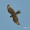 Copper Head Hawk