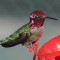 Hummingbirds in Rowland Heights by Michael Morrisseau