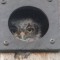 Immature Screech Owl in nesting box ……