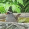 White Crowned Sparrows bathing