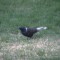 White-Tailed Grackle?