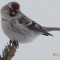 Redpolls