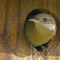 One of a pair of House Wrens that took over a Bluebird nesting box