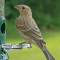 House Finch female at a feeder