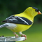 An American Goldfinch male in breeding coloration