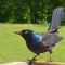 A Grackle enjoys a visit to a tray feeder