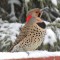 Northern Flicker