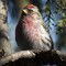 Common Redpolls_Irruption of  Winter 2012 – 2013