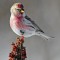Redpoll Genetics submission