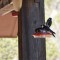Acorn Woodpeckers with a sweet tooth toung