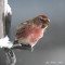 Common Redpolls in our yard