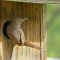House Wrens takes over a Bluebird nesting box