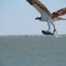 osprey day