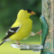 Male Goldfinch in his summer colors