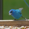 Male Indigo Bunting pays a summer visit