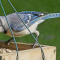 Blue Jay goes nuts!