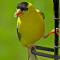Goldfinches at seed feeders in the summer