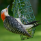 Female Red-bellied Woodpecker at a suet feeder