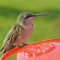 An immature male Ruby-throated Hummingbird at the nectar feeder