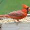 Cardinals on a tray feeder