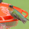 A wary male hummer stays alert at a nectar feeder