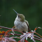 Ruby-throated Hummingbird female on a rainy day