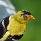 American Goldfinch with distressed eye