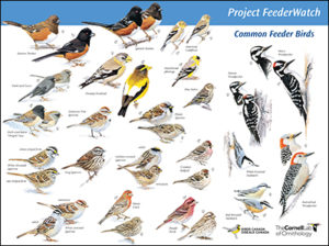 Download Feederwatch Posters Feederwatch,Thermofoil Cabinets Peeling