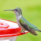Ruby-throated hummers at a feeder