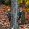 Pileated woodpeckers