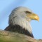 Eagle Looking Over Lake Zoar