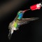 Broadbill hummingbird