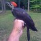 Young Pileated