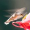 The Hummingbird Hover