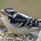 A female Downy Woodpecker visits a tray feeder
